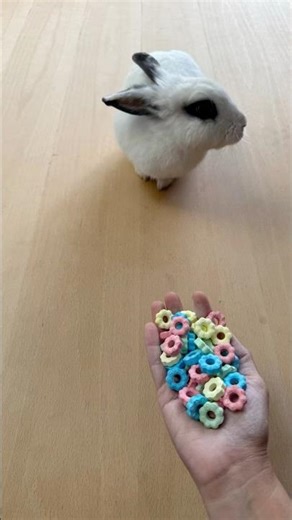 Rabbit ASMR 🌈✨Satisfying Reverse video #reverse #beads #shortasmr #satisfyingasmr