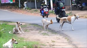 Kerala: 5-year-old LKG student attacked by stray dogs in Nilambur, admitted to hospital