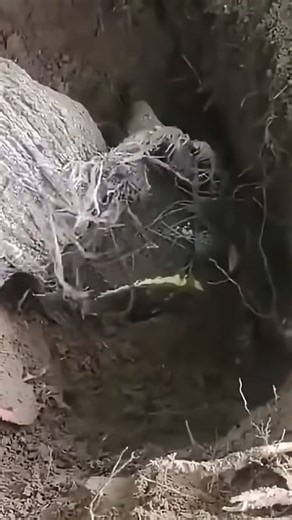 27K views · 424 reactions | John Ventura on Reels | Facebook