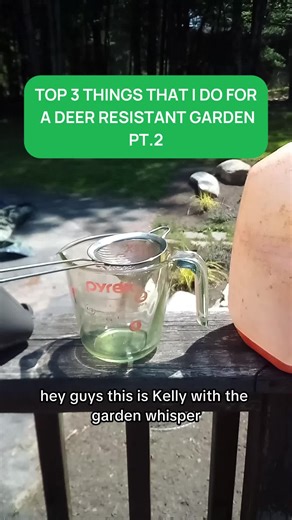 One of the biggest mistakes gardeners make is trusting a plant label that says “deer resistant.” The second thing I do for a deer-resistant garden bed is simple: 🌱 I plant plants that are truly deer resistant. I will never call something deer resistant just because it says it on the package. If I recommend it, it’s because I’ve had success with it myself. One of the best strategies is to surround your more vulnerable plants with ones that deer avoid — especially highly resistant (or even poison