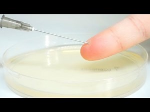 When I drop white blood cells on bacteria ...