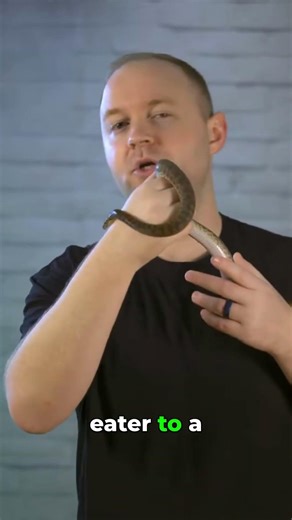 Spotted Pythons Warning - They're ALWAYS Hungry