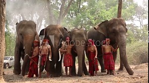 Elephant mahout portrait. The Kuy (Kui) People of Thailand and Elephant Ritual Making or Wild Elephant Catching in forest. Mahout shepherd Elephant in forest at Elephant Village Thailand. Conservation