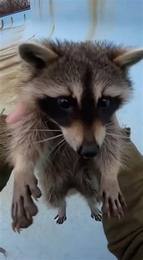 A Raccoon Trapped in an Abandoned Pool — I Had to Help