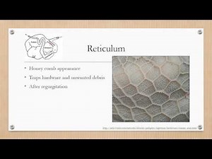 Ruminant Digestive System Flipped Classroom