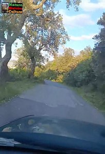 11K views · 89 reactions | Bonjour des routes de la nature : | Nature Histoire Culture | Facebook