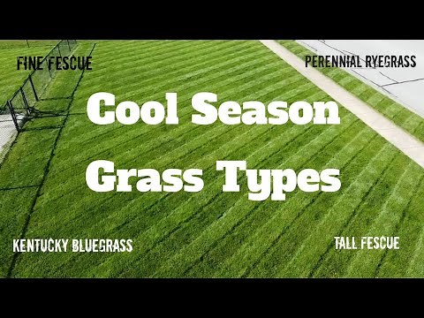 Cool Season Grass Types: Choosing The Best Grass For Your Yard #mowing #diy #grass
