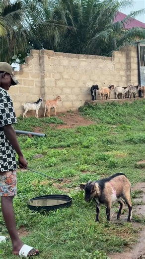 Top Goat Farming Tips for Beginners