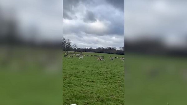 Police appeal after dog filmed chasing and fatally injuring deer in Royal Park