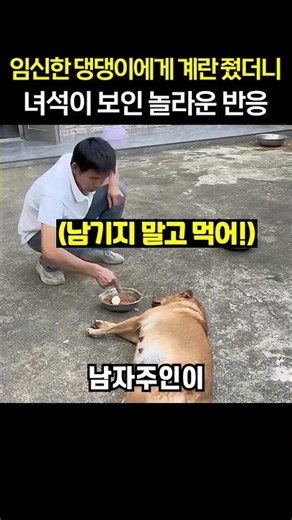 임신한 댕댕이에게 계란 줬더니.. 녀석이 보인 놀라운 반응