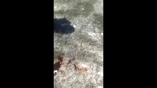 Myanmar festival attack leaves 40 dead as paraglider drops bombs into crowd