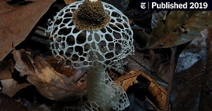 ‘Fantastic Fungi’ Review: The Magic of Mushrooms (Published 2019)