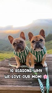 10 Reasons Why Dogs Love Their Mom #mothersday #happymothersday #dogmom #frenchbulldog | Gus Gus In The City