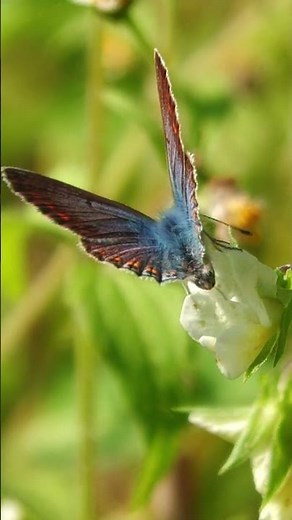 Common Blue Butterfly, Icarusblauwtje (Polyommatus icarus) #nature #vlinder #insects