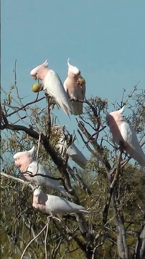 Cockatoo Facts 🦜 | Smart, Social & Full of Surprises! #Shorts