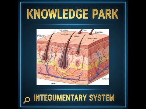 The Skin Shield Integumentary System From Basics to Advanced Science