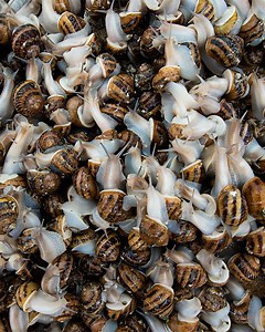 86K views · 2K reactions | Why are people obsessed with eating snails? | Origins of Food | Facebook