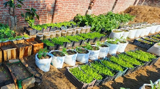 Compost tea at home without any equipment