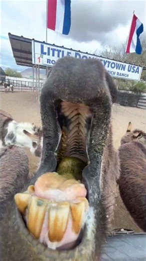 donkey screaming #funnyanimals #fypシ #donkey #2025 #viral