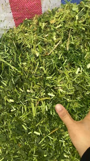 The new style stainless chaff cutter has large output, convenient feeding, and also has a kneading function to meet your breeding needs. This horizontal chaff cutter is an ideal choice for your breeding business. We are the source manufacturer with guaranteed quality. #dawnagro #machinery #farmer #chaffcutter | Dawn Agro Machinery