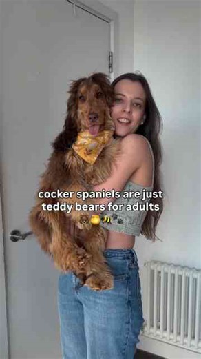 English cocker spaniel is actually a teddy bear