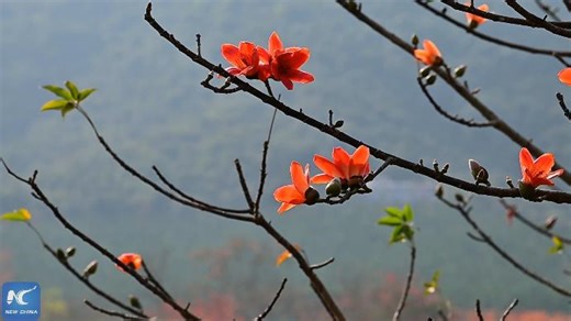The kapok trees bloom in early spring in Changjiang, Hainan. As the flowers light up hillsides and riverbanks, the vibrant scene draws visitors to experience the full splendor of spring in southern China. | Xinhua Culture&Travel