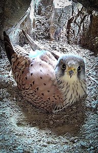 301K views · 8.9K reactions | It's this male juvenile kestrel's first breeding season and instinctively he knows his job is to take a turn at incubating the eggs 讀讀礪❤ #kestrel #birdsofprey #robertefuller #wildlives #jeffandjenny #livefromfotherdale #wildlifephotography #wildlife | Robert E Fuller | Facebook