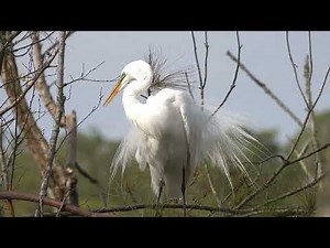 Great Egret and Snowy Egrets, Common Grackles