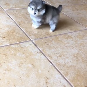 OMG my heart! 😍 | VT