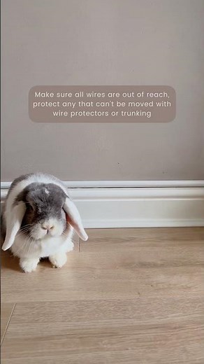 How to Care for Your Rabbits pt7 | Bunny Proofing your Home | Protecting your house from rabbits |