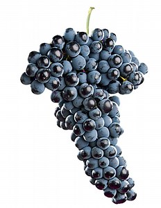 ▷ Uva Tempranillo. Descripción, Características y Potencial
