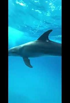 🐬 How Do Dolphins Communicate? 🌊