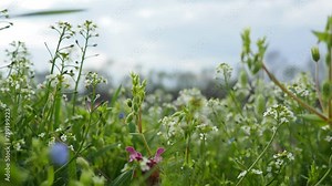 Flowers of shepherd's purse. Capsella bursa-pastoris known because of its triangular flat fruits, purse-like, is a small annual and ruderal flowering plant in the mustard family Brassicaceae. Meadow.