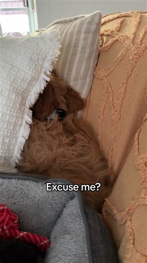 Adorable Cavoodle Puppy Being Unbelievably Cute