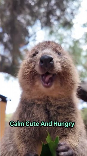The Cutest Wildlife Moment Ever | Happy Quokka Eating A Leaf 😊🍃#asmrsounds #animalshorts #quokka