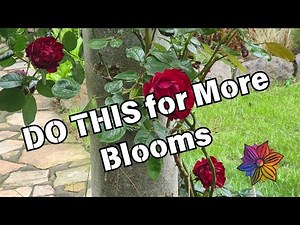 How to Prune Climbing Roses for Maximum Blooms