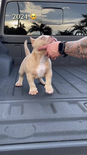 #pitbull #viral #fyp #dogbreed | pitbulls