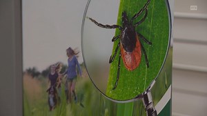 La piqûre de tique, un danger sous-estimé qui peut chambouler une vie | RTS