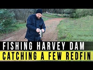 Fishing Harvey Dam - Just Hunting Redfin Perch