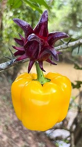 Making insect repellent spray in the forest 🌳🚫🐜 #survival #adventure | Abraham