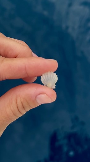 Nellie on Instagram: "The albino sunrise shell has been called the “rarest of rare” shells in Hawaii. Sunrise shells come from the Langford Scallop, which are endemic to Hawaii. They can live at depths up to 300-600ft, which is why they’re such a rare shell to find! The shells are commonly yellow, pink, green, and orange, and less commonly red, grey, blue, or even black. All white is the least common color. I did some internet sleuthing and couldn’t even find a single one for sale online—I guess