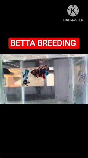 Betta breeding in tamil |betta fish breeding setup in tamil