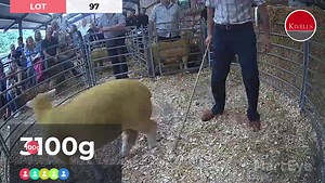 22 reactions | Lot 97 - 3,100gns 3 Of A Kind On-Farm Sheep Sale today with Kivells Agriculture | MartEye | Facebook