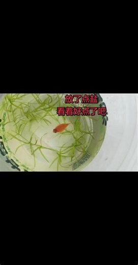 炸鳞半个多月了，给水里放了一点盐，已经两天了，看看能行吧#小鱼苗 #炸鳞病 #炸鳞什么原因造成的