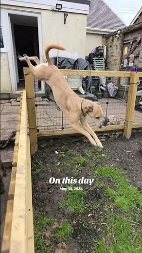 Lurcher Jumping #farmlife#rescue #lurcher #dogs #sanctuary #love #jumpingsong