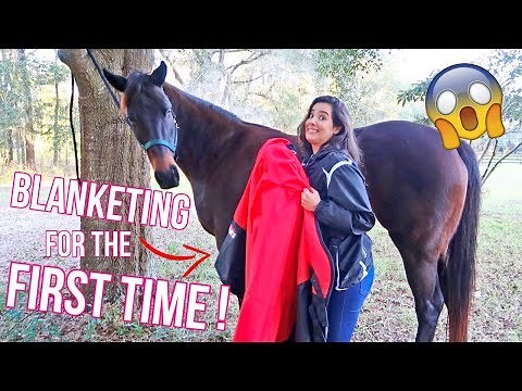FIRST TIME putting A BLANKET on my HORSE!