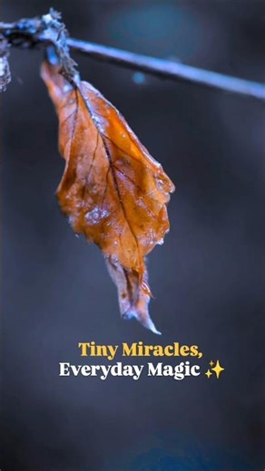 Tiny miracles,everyday magic#ytshorts#shorts#youtubeshorts#trendingshorts#quotes#everyone#magic