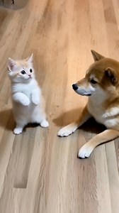 Kitten Begins Mysterious Ritual. Shiba Is Concerned. | Middle Pets