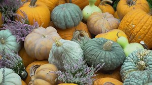 Happy thanksgiving day, harvest and fall concept. Many beautiful pumpkins decorated Holiday autumn festival scene in 4k UHD