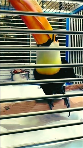 This Bird Has the Deadliest Beak in the Jungle | Toucan Facts | #parrot